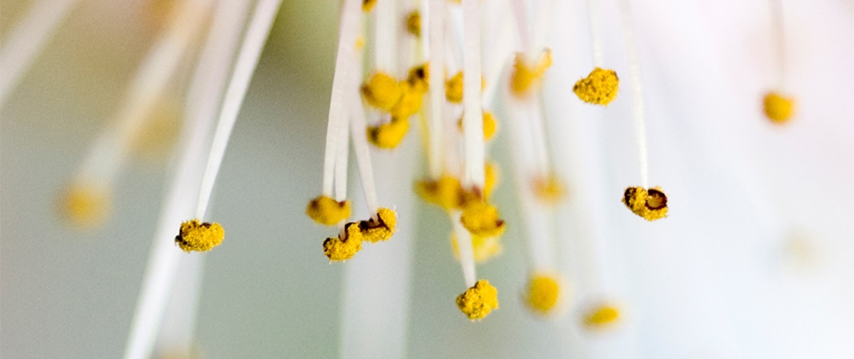Photographie d'étamines de fleur